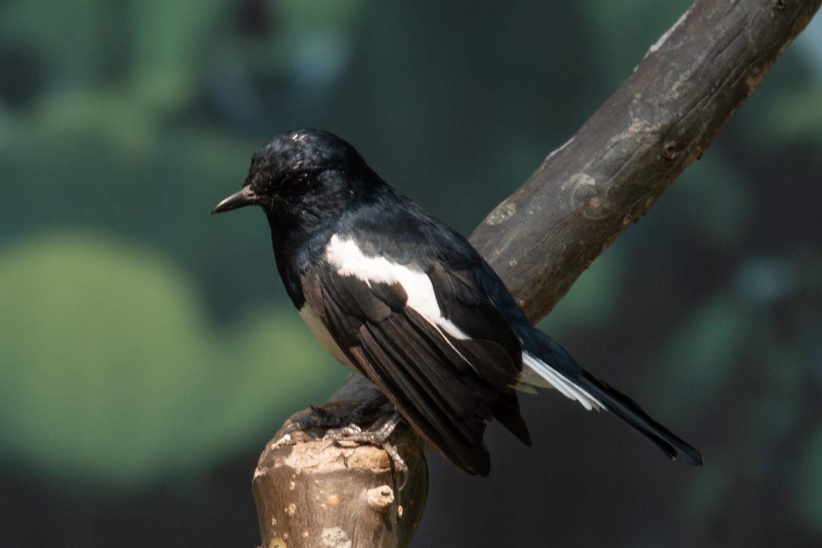 Oriental Magpie-Robin - ML626747518