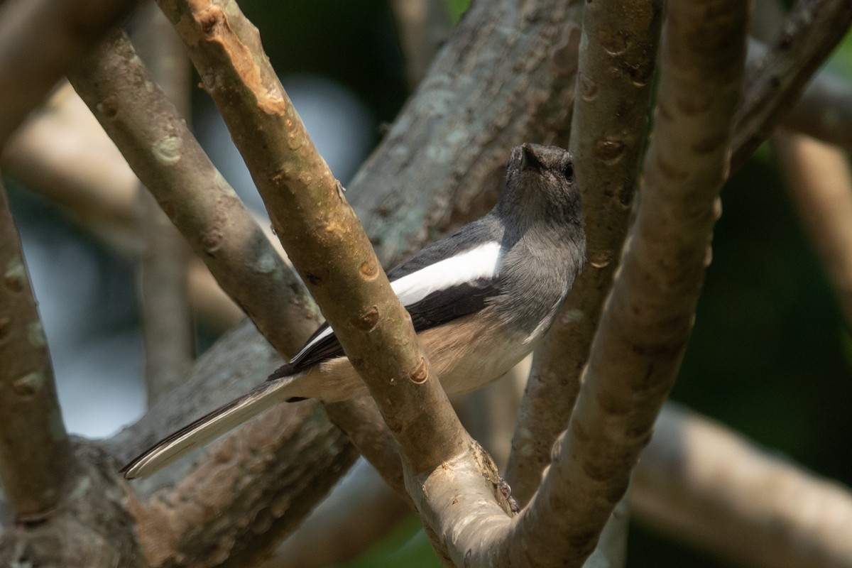Oriental Magpie-Robin - ML626747519