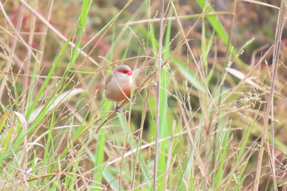 Common Waxbill - ML626747524