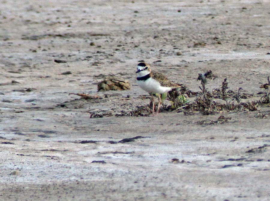 Collared Plover - ML626747859