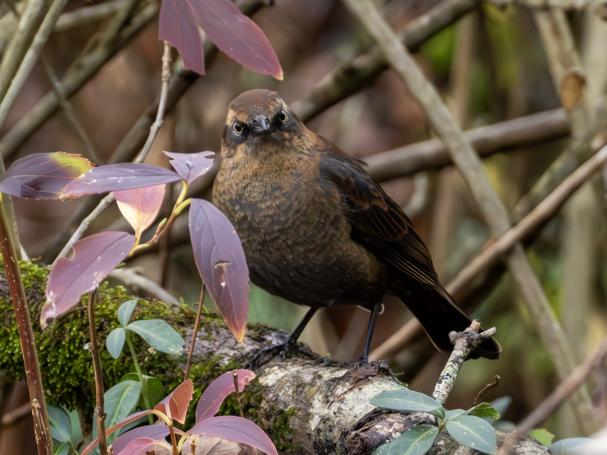 Rusty Blackbird - ML626747988
