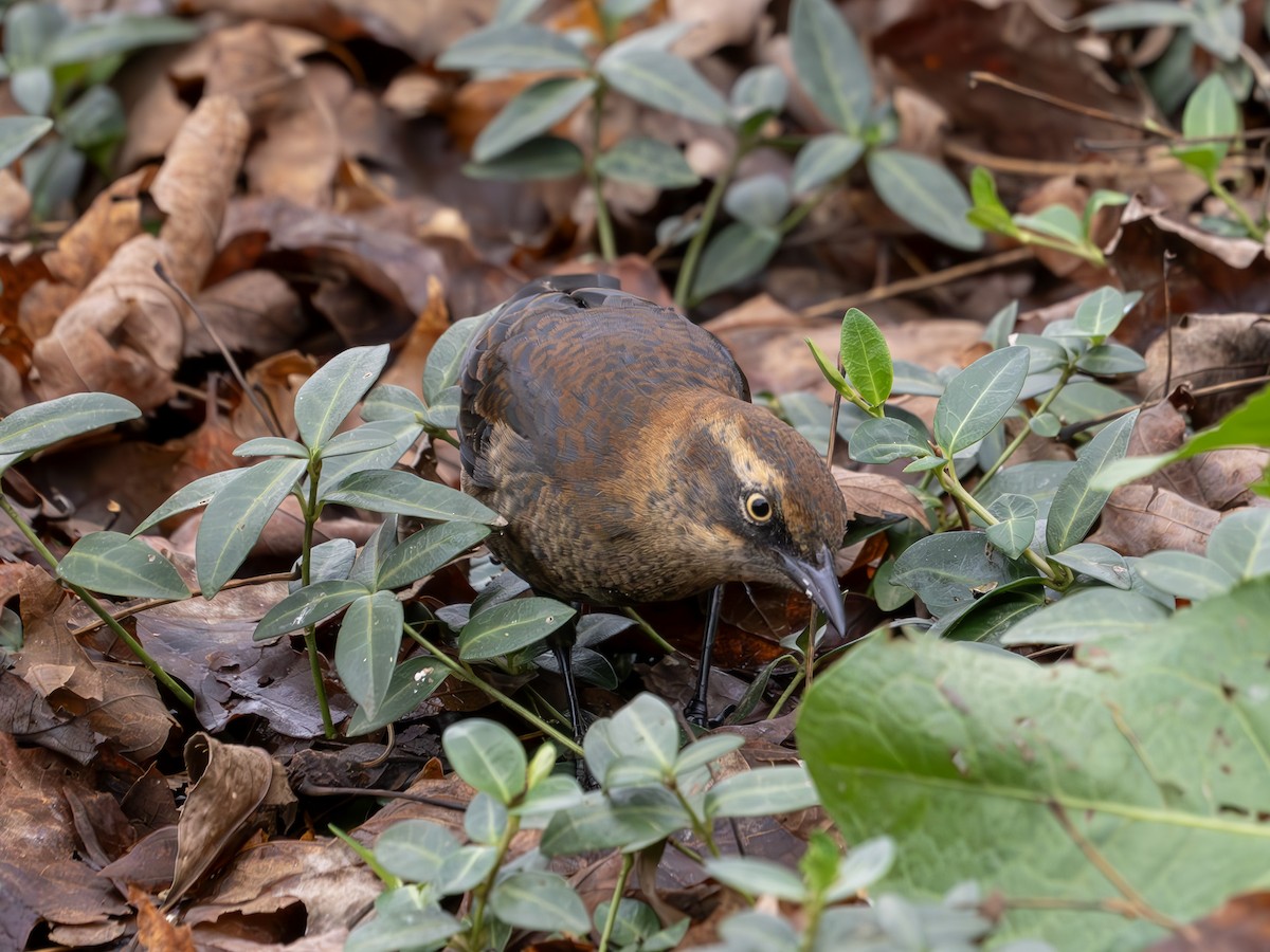 Rusty Blackbird - ML626747989