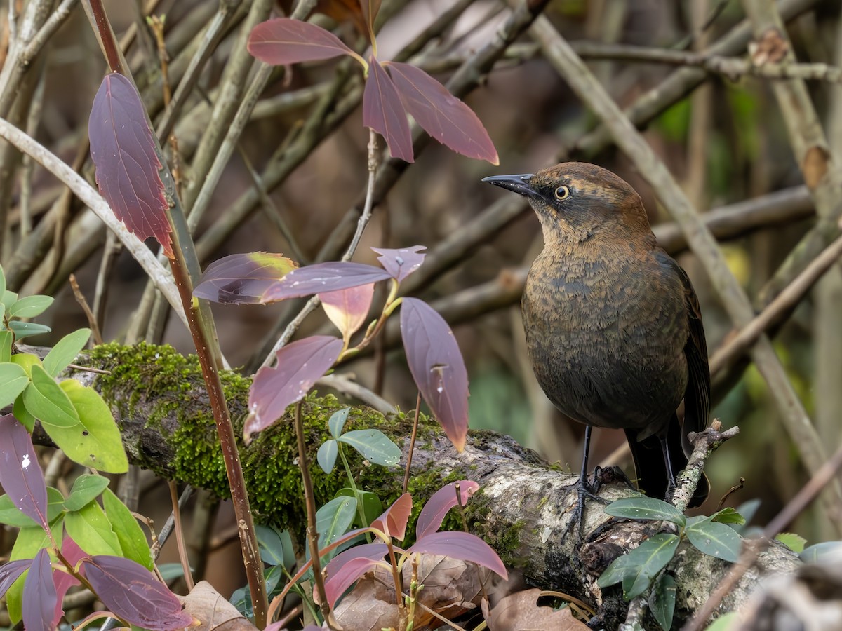 Rusty Blackbird - ML626747990