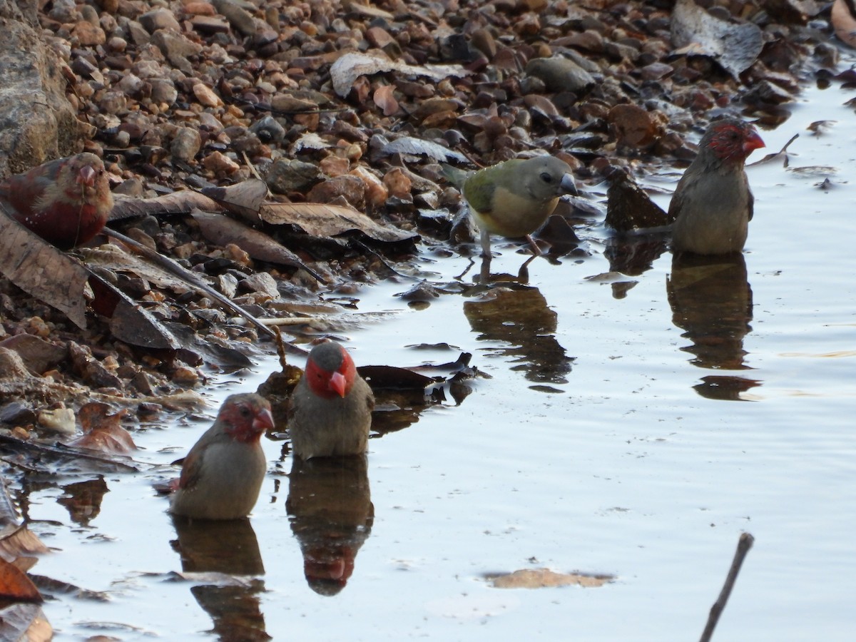 Gouldian Finch - ML626748147