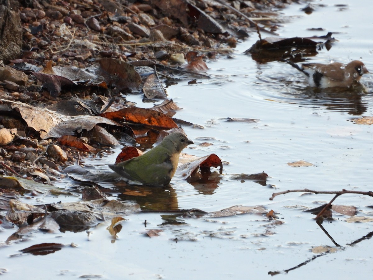 Gouldian Finch - ML626748163