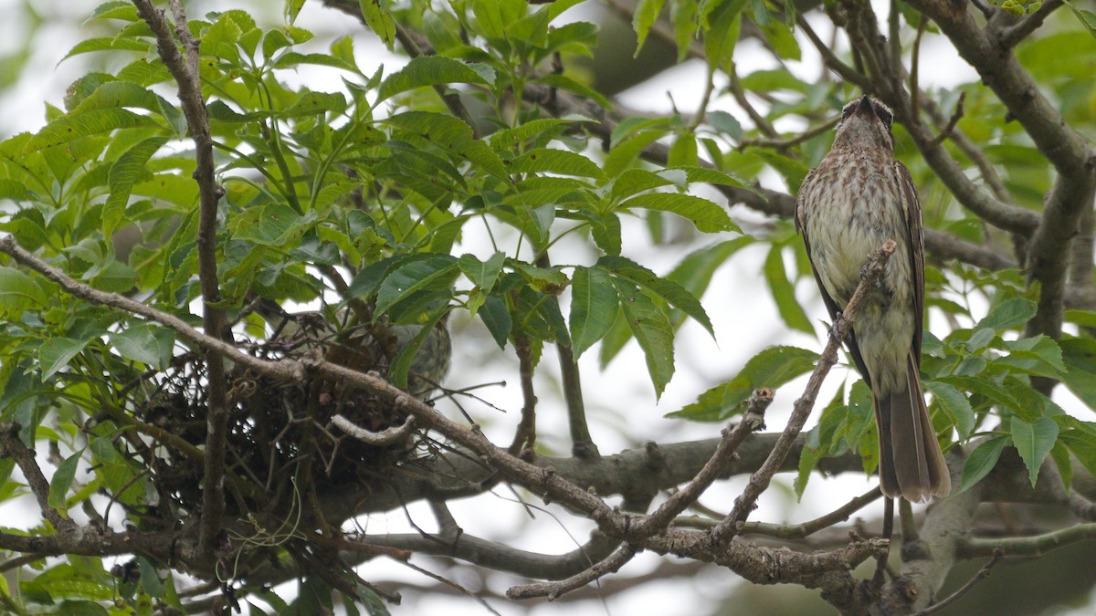 glennetyrann - ML626748258