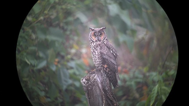 Long-eared Owl (American) - ML626748444