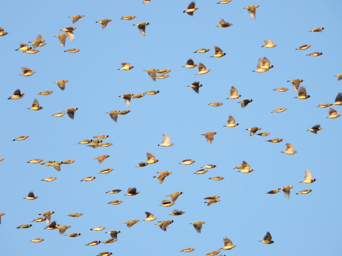 Gouldian Finch - ML626748602