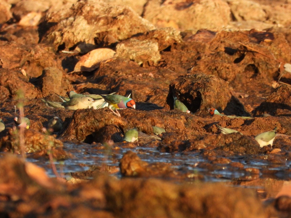 Gouldian Finch - ML626748698