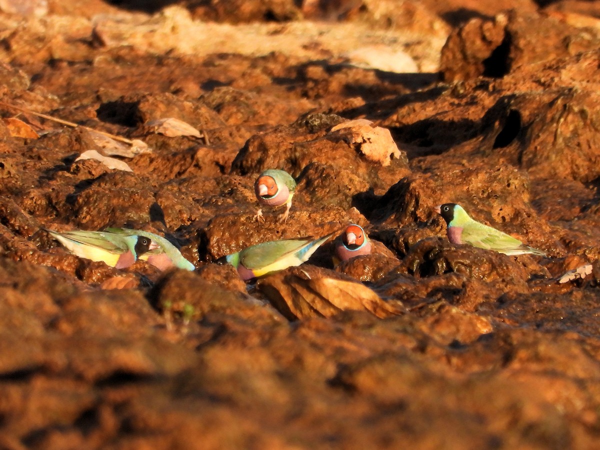 Gouldian Finch - ML626748836