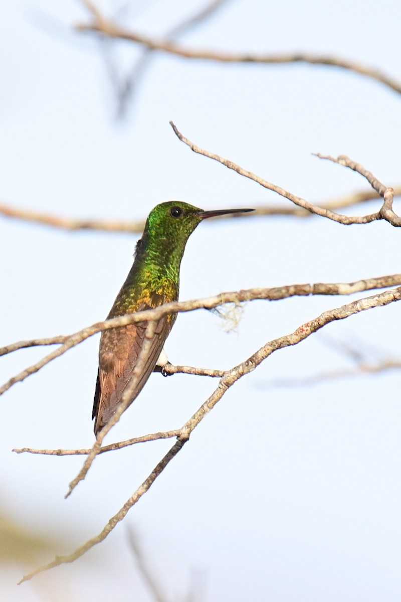 Copper-tailed Hummingbird - ML626748891
