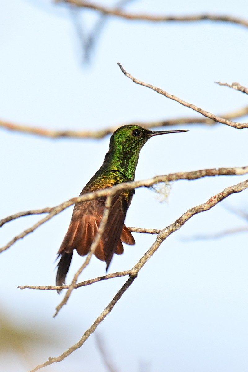 Copper-tailed Hummingbird - ML626748892