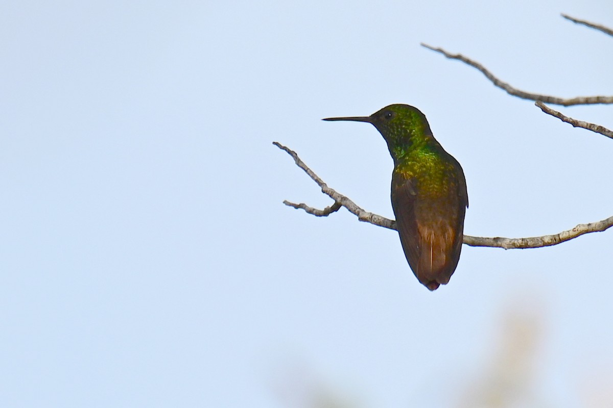 Copper-tailed Hummingbird - ML626748893