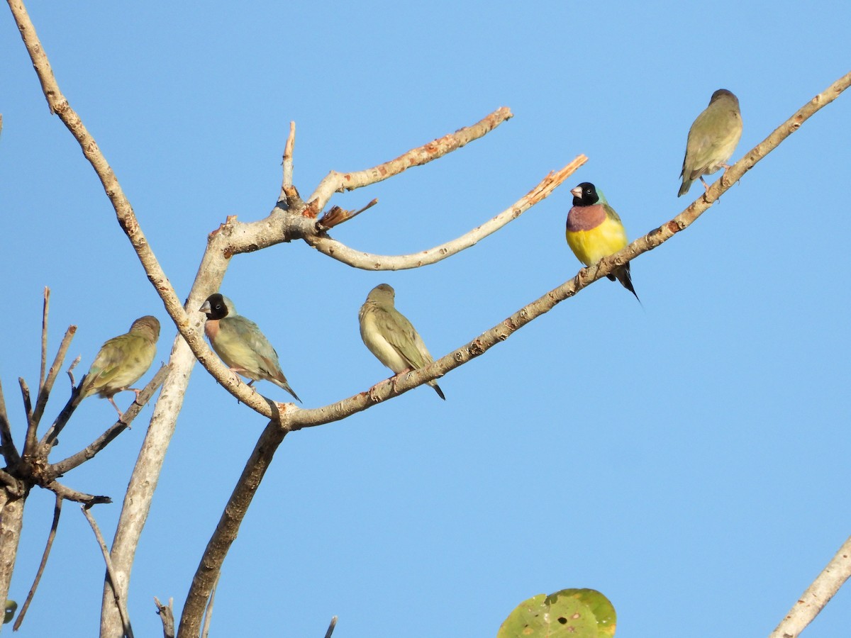 Gouldian Finch - ML626749036