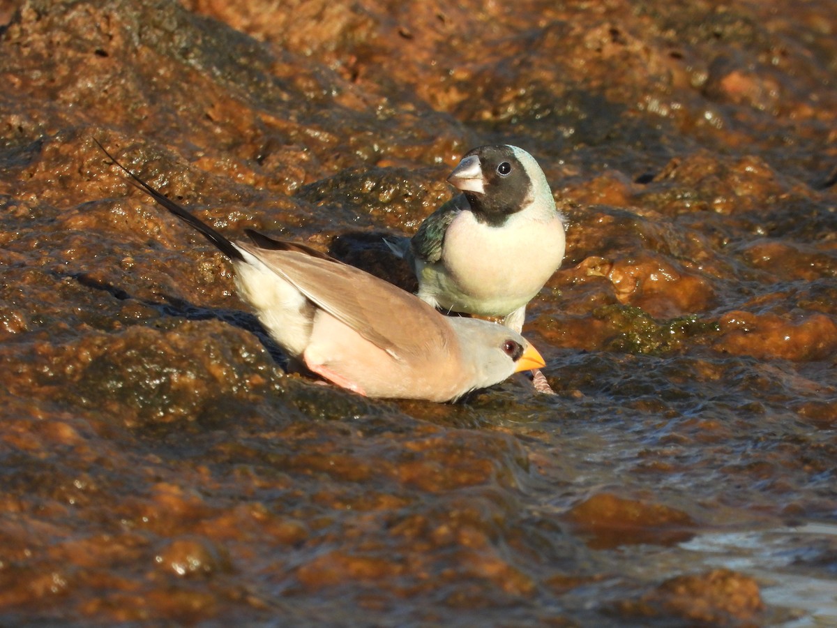 Gouldian Finch - ML626749089