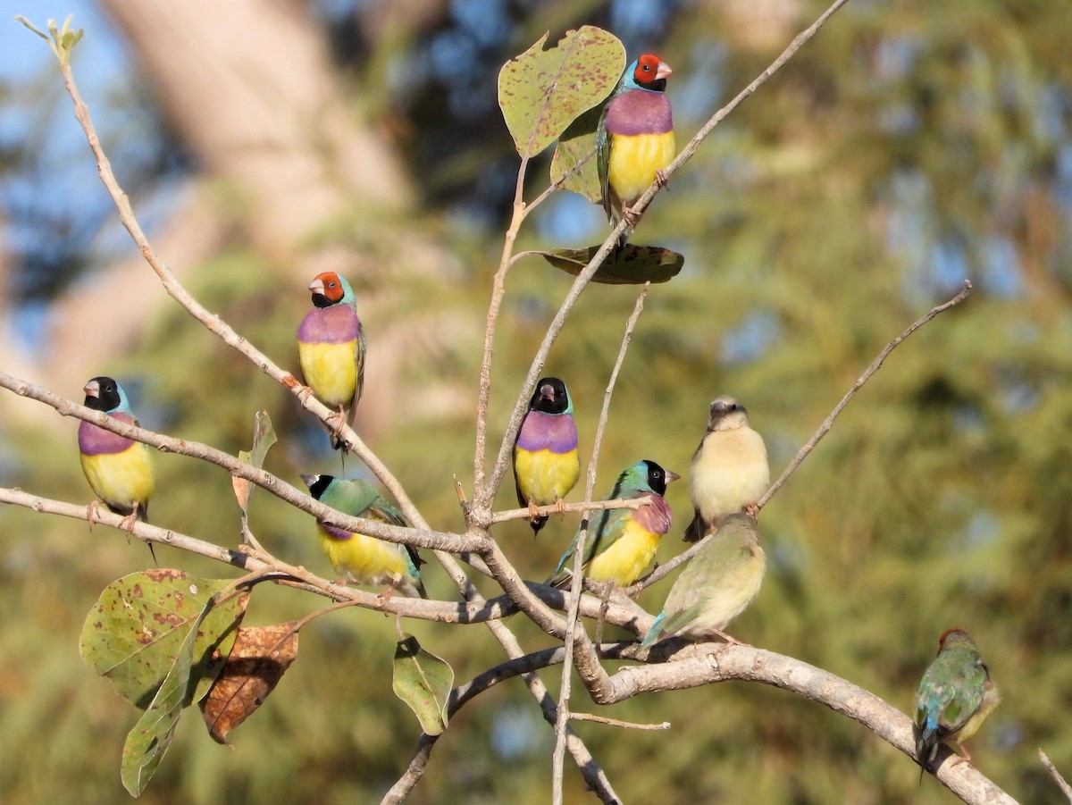 Gouldian Finch - ML626749211