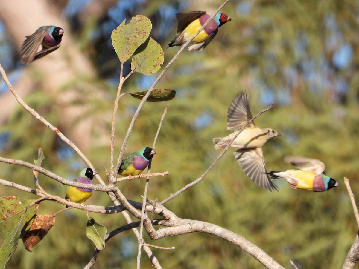 Gouldian Finch - ML626749267