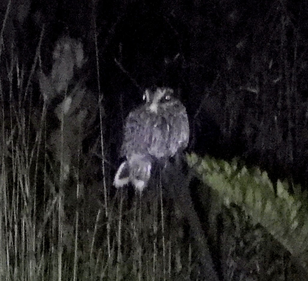 Sickle-winged Nightjar - ML626749303