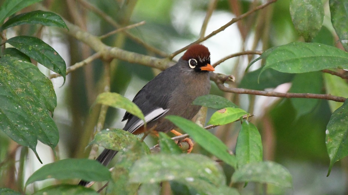 Chestnut-capped Laughingthrush - ML626749350