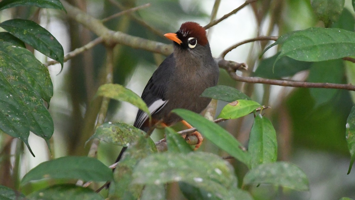 Chestnut-capped Laughingthrush - ML626749352