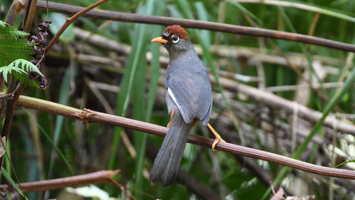 Chestnut-capped Laughingthrush - ML626749357