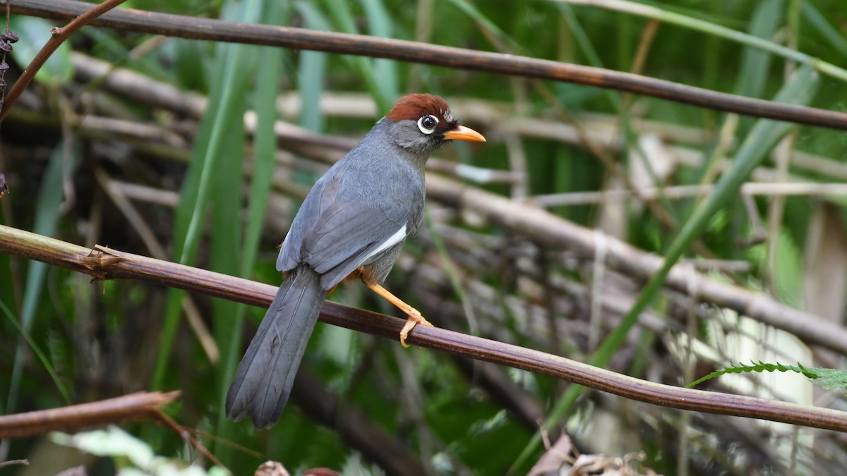 Chestnut-capped Laughingthrush - ML626749359