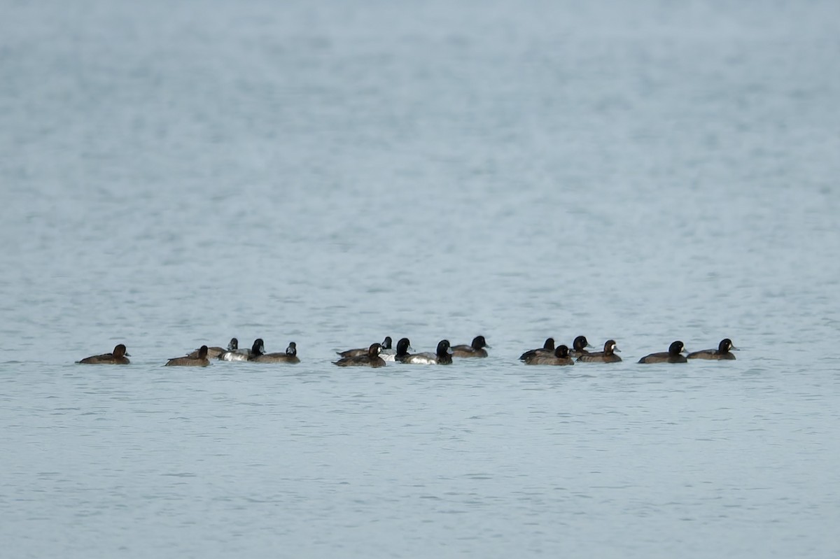 Greater/Lesser Scaup - ML626749522