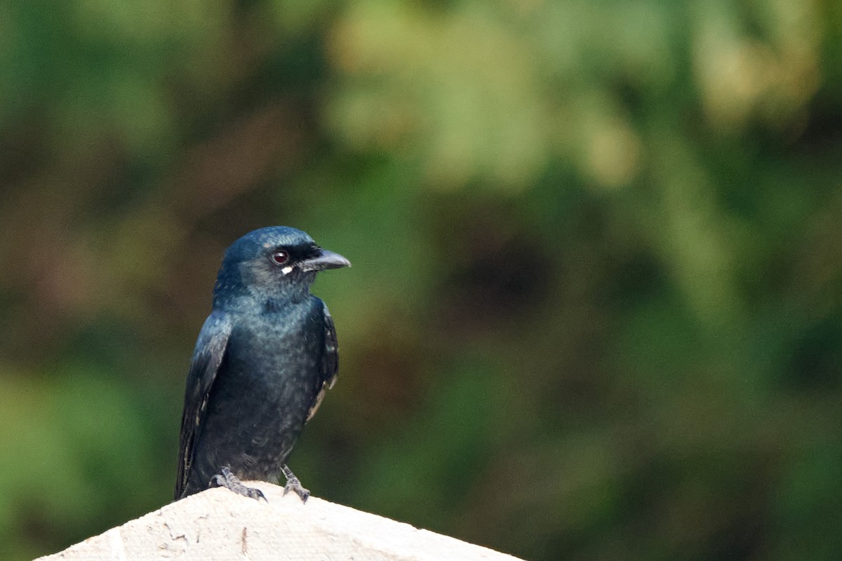 Kara Drongo - ML626749629