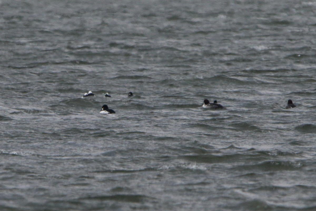 Common Goldeneye - ML626749923