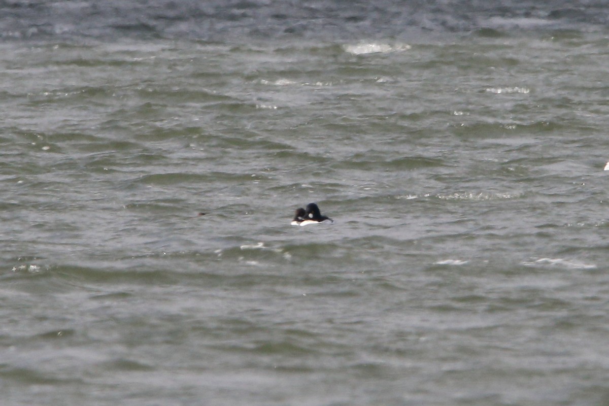 Common Goldeneye - ML626749929