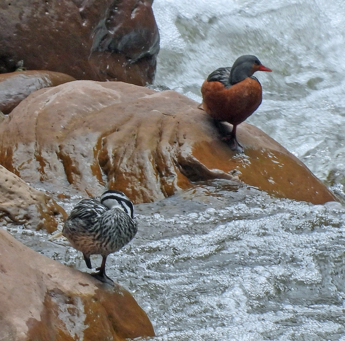 Torrent Duck - ML626749934