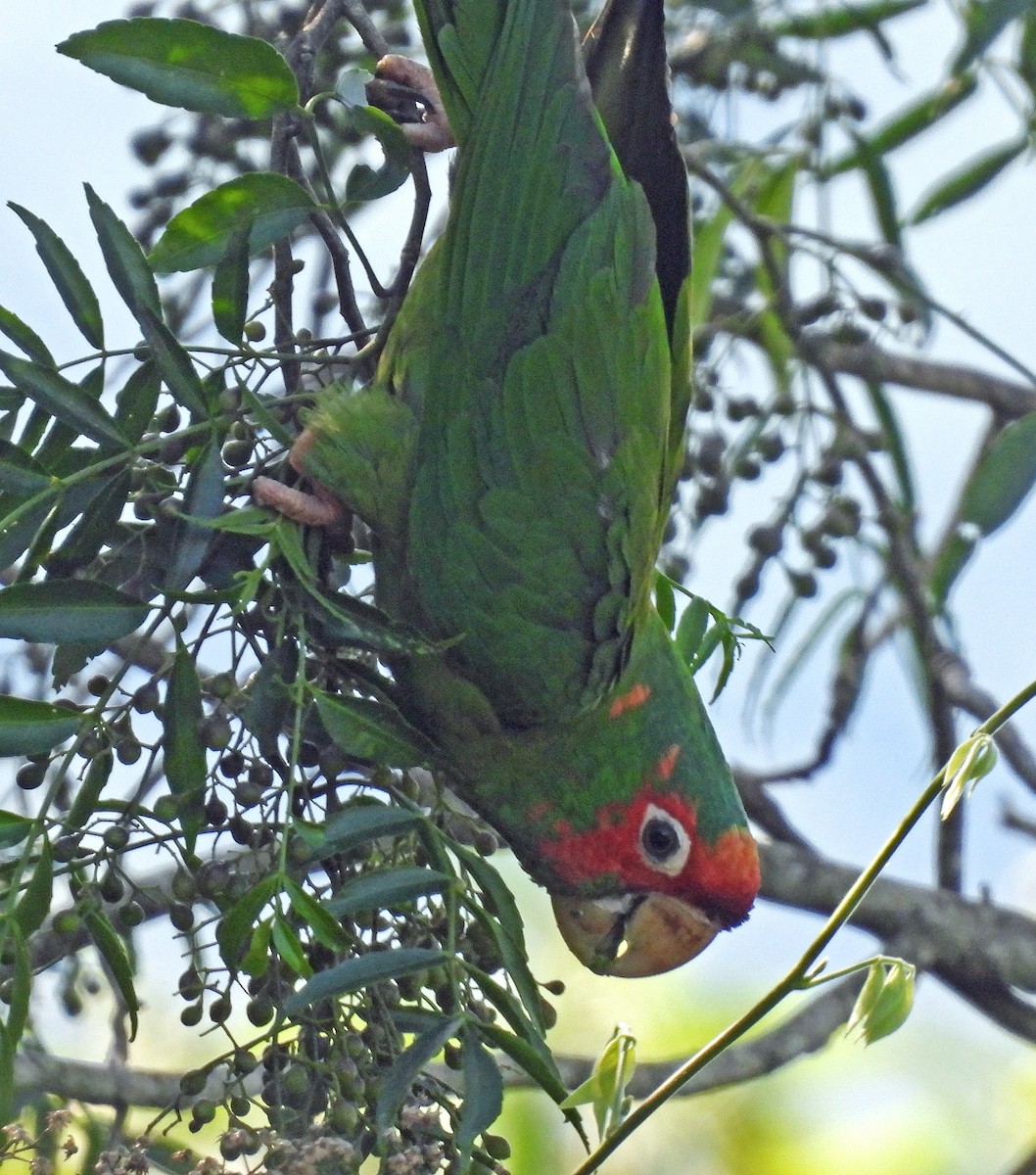 Mitred Parakeet - ML626749939