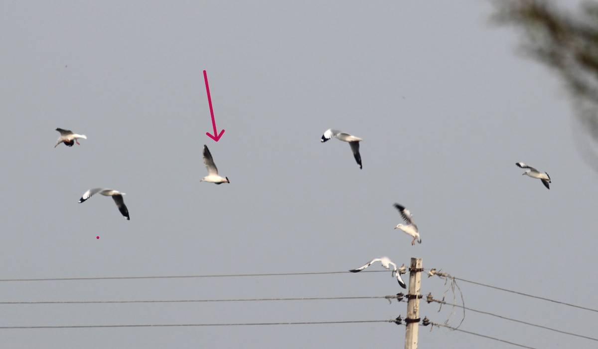Black-headed Gull - ML626749941