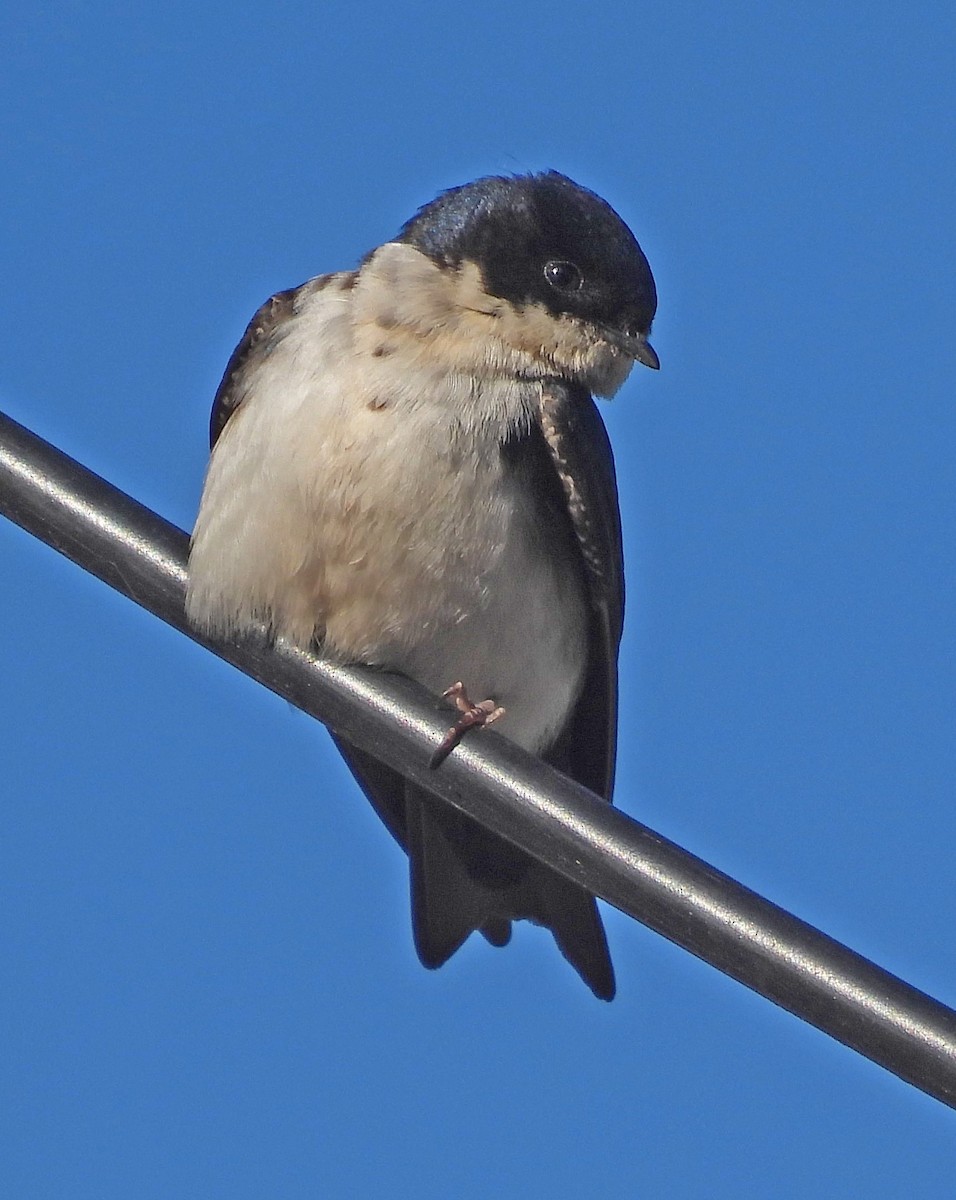 Blue-and-white Swallow - ML626749945