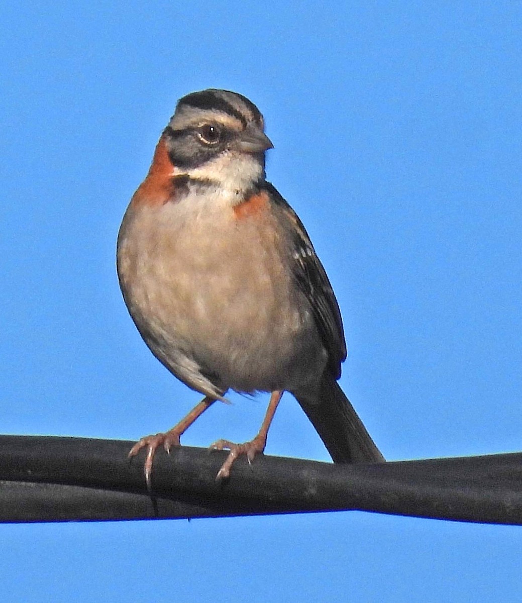 Rufous-collared Sparrow - ML626749949