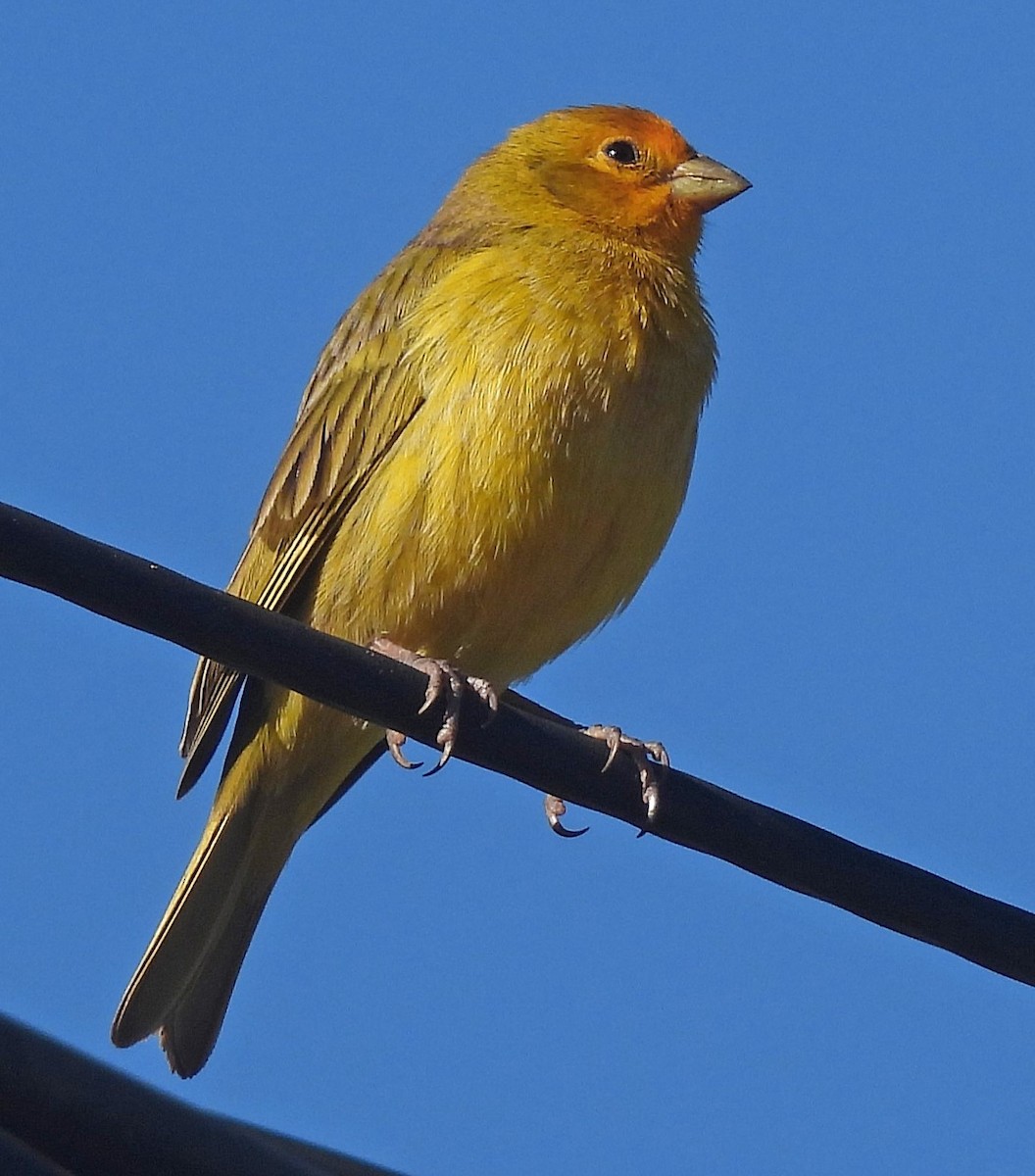 Saffron Finch - ML626749953