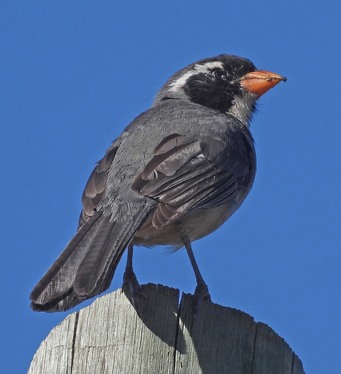 Golden-billed Saltator - ML626749956