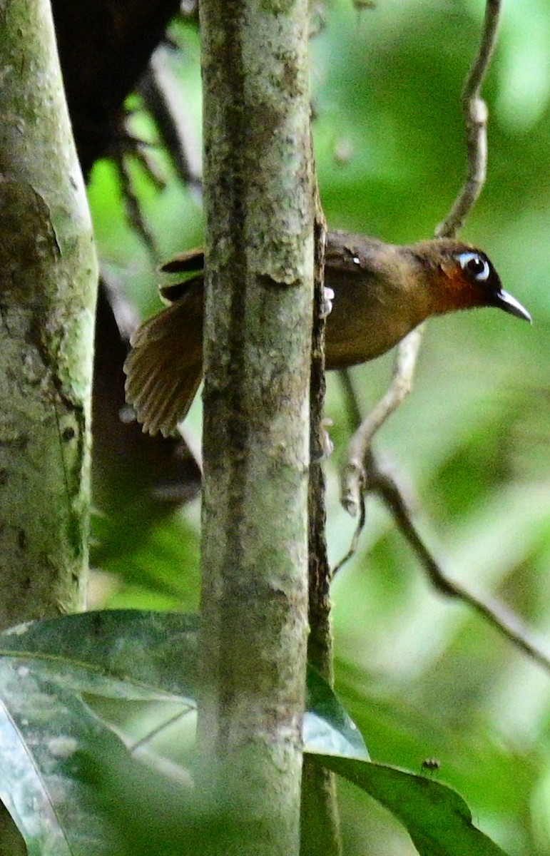 Rufous-throated Antbird - ML626750092