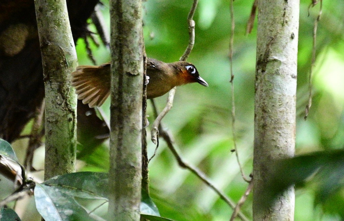 Rufous-throated Antbird - ML626750093