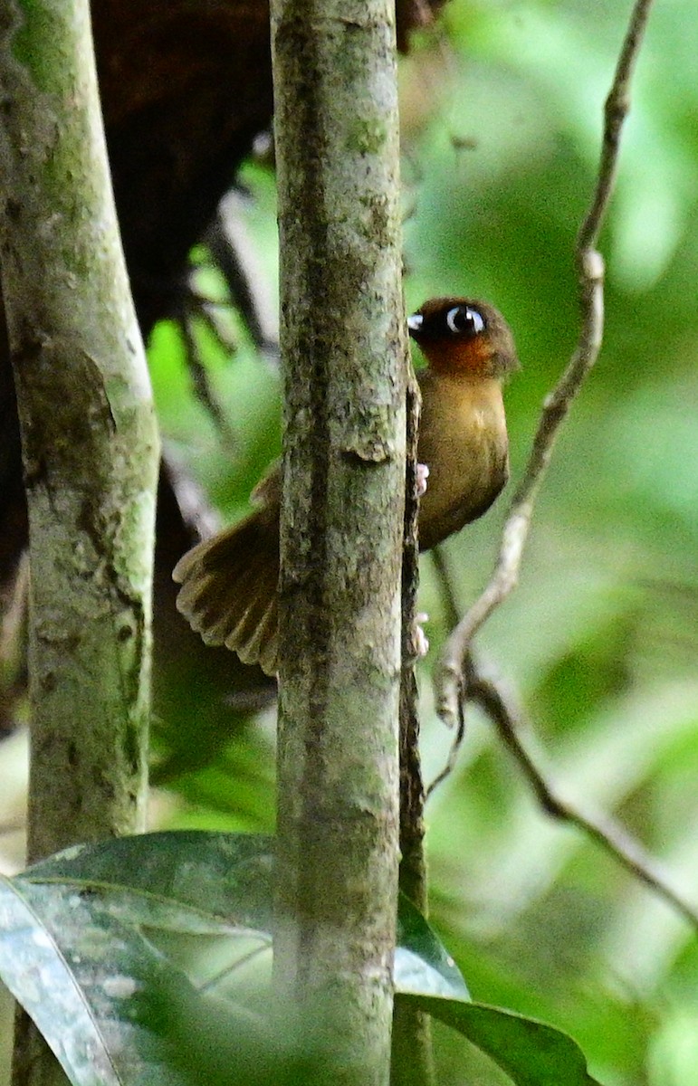 Rufous-throated Antbird - ML626750094