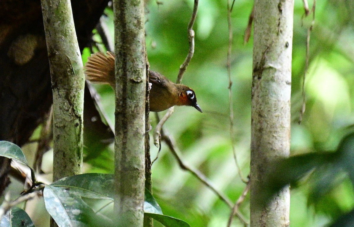Rufous-throated Antbird - ML626750095