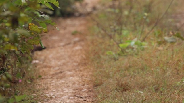 Red Junglefowl - ML626750194