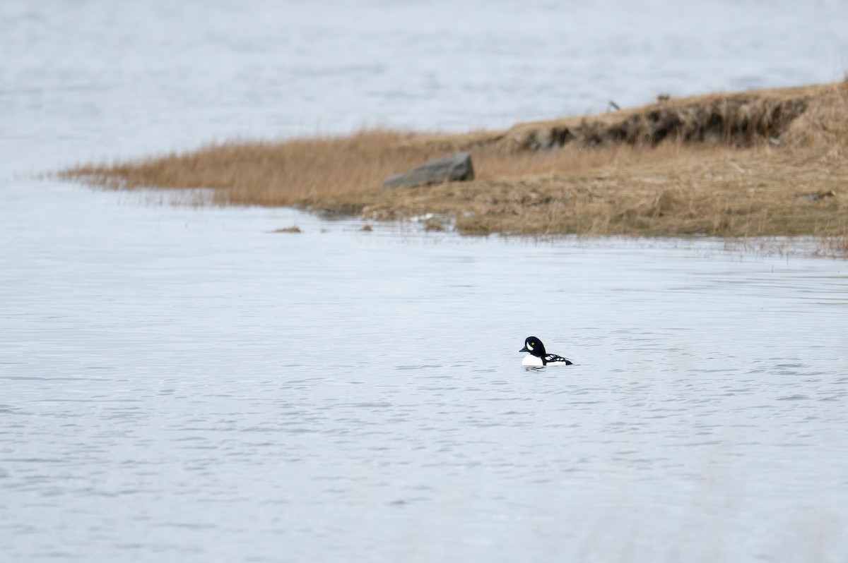 Barrow's Goldeneye - ML626750265