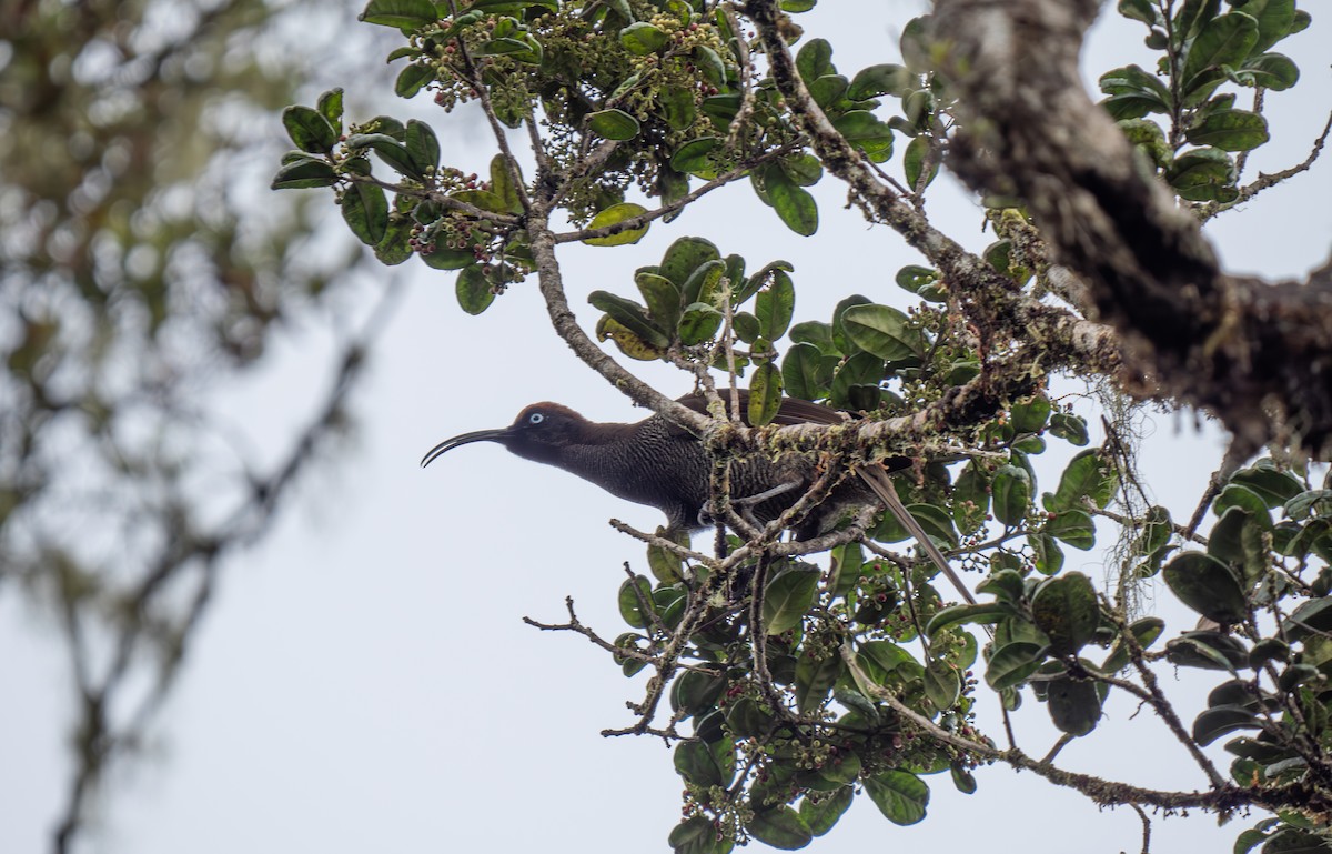 Brown Sicklebill - ML626750483