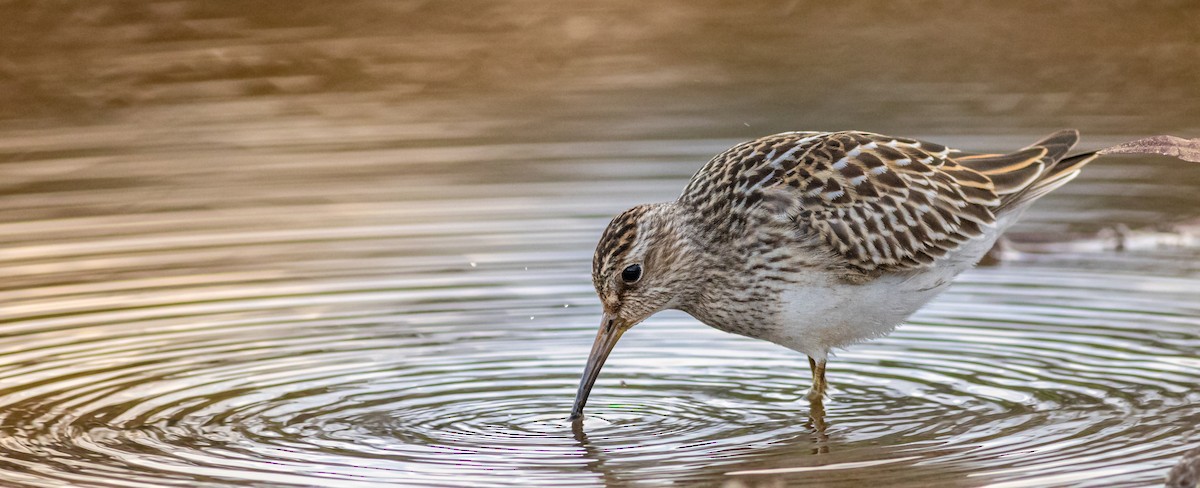 Pectoral Sandpiper - ML626750560