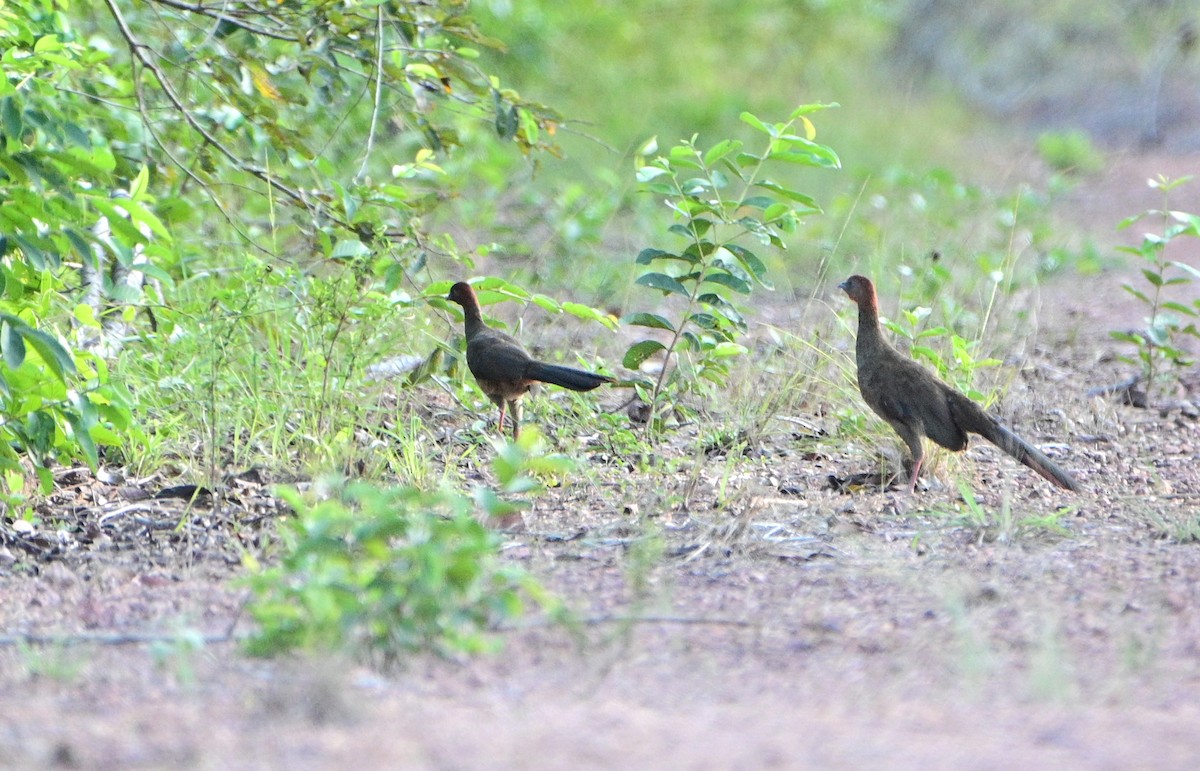 Variable Chachalaca - ML626750589