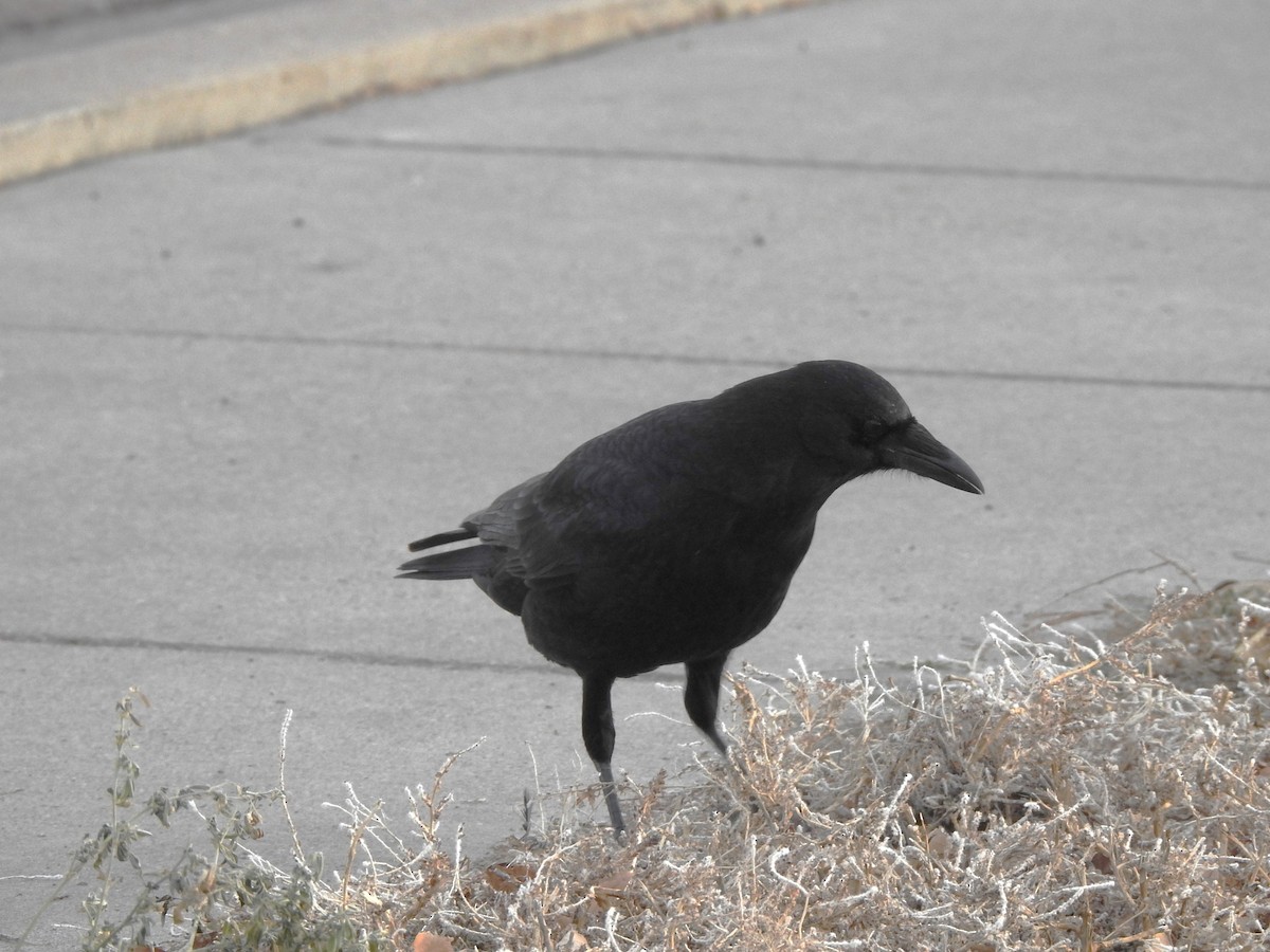 Ворона американська - ML626750933