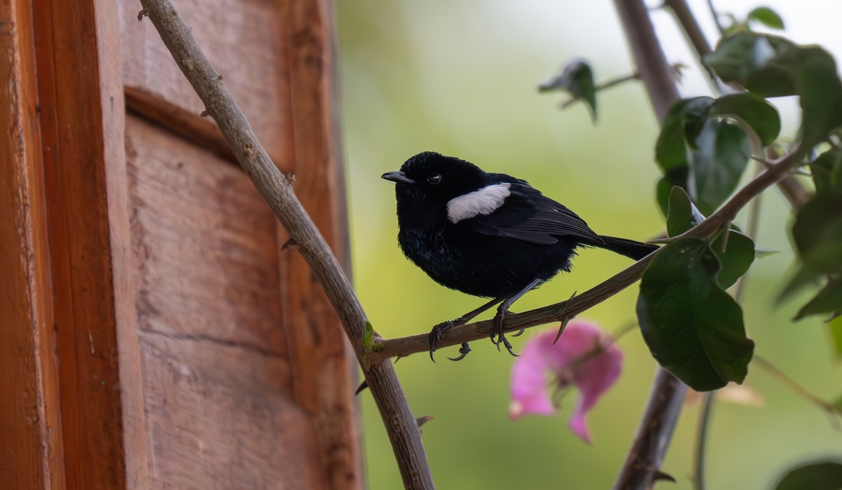 White-shouldered Fairywren - ML626750994