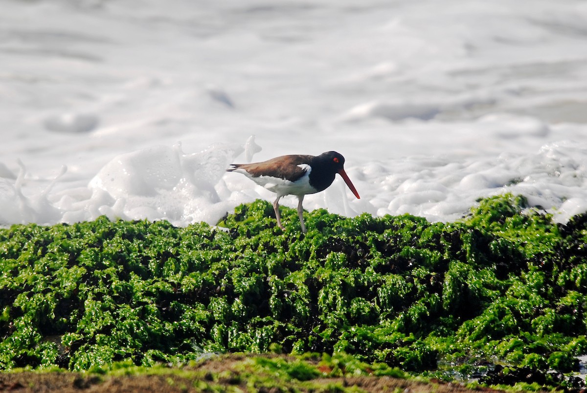 American Oystercatcher - ML62675121