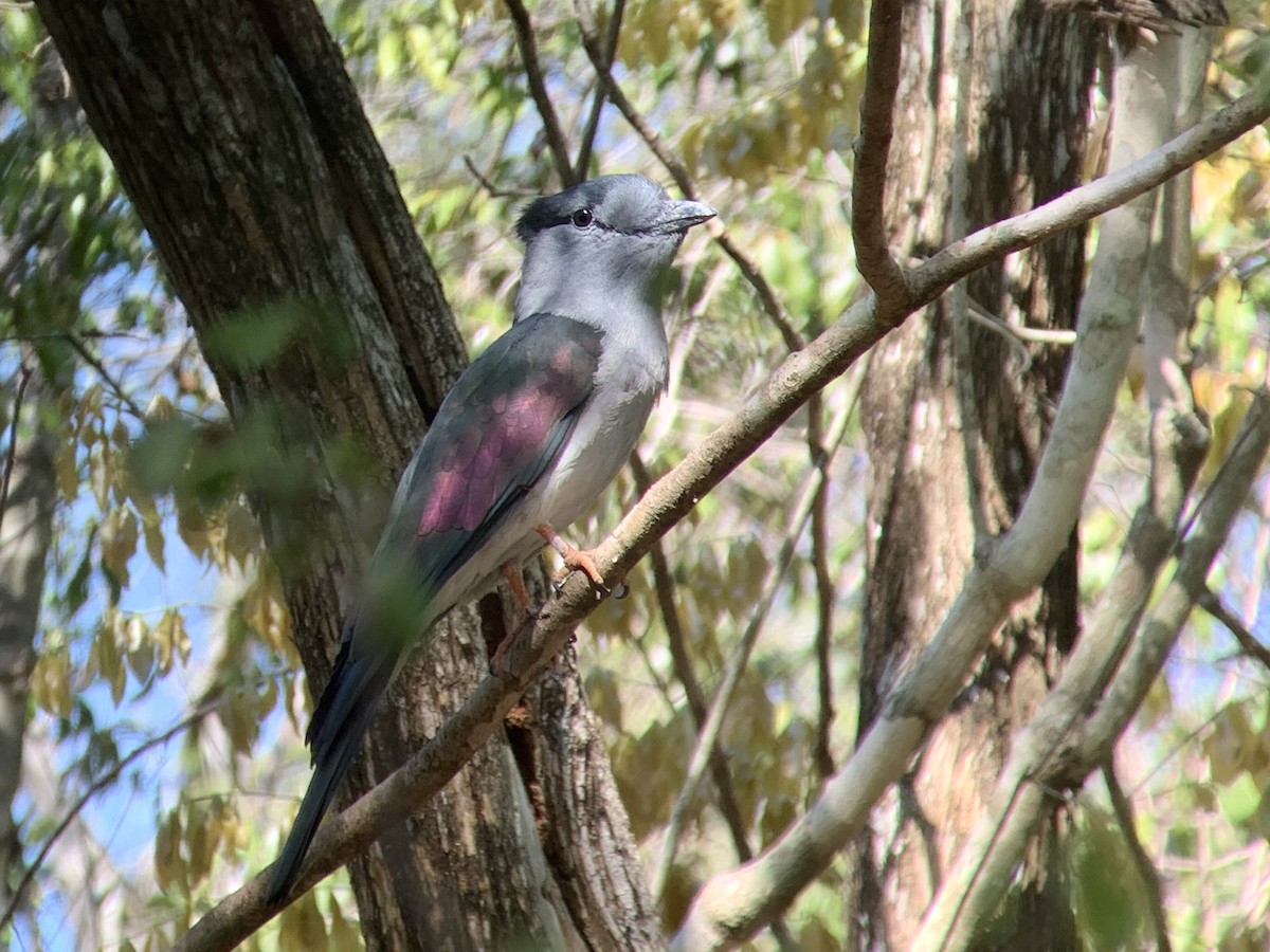 Cuckoo-roller - ML626751507